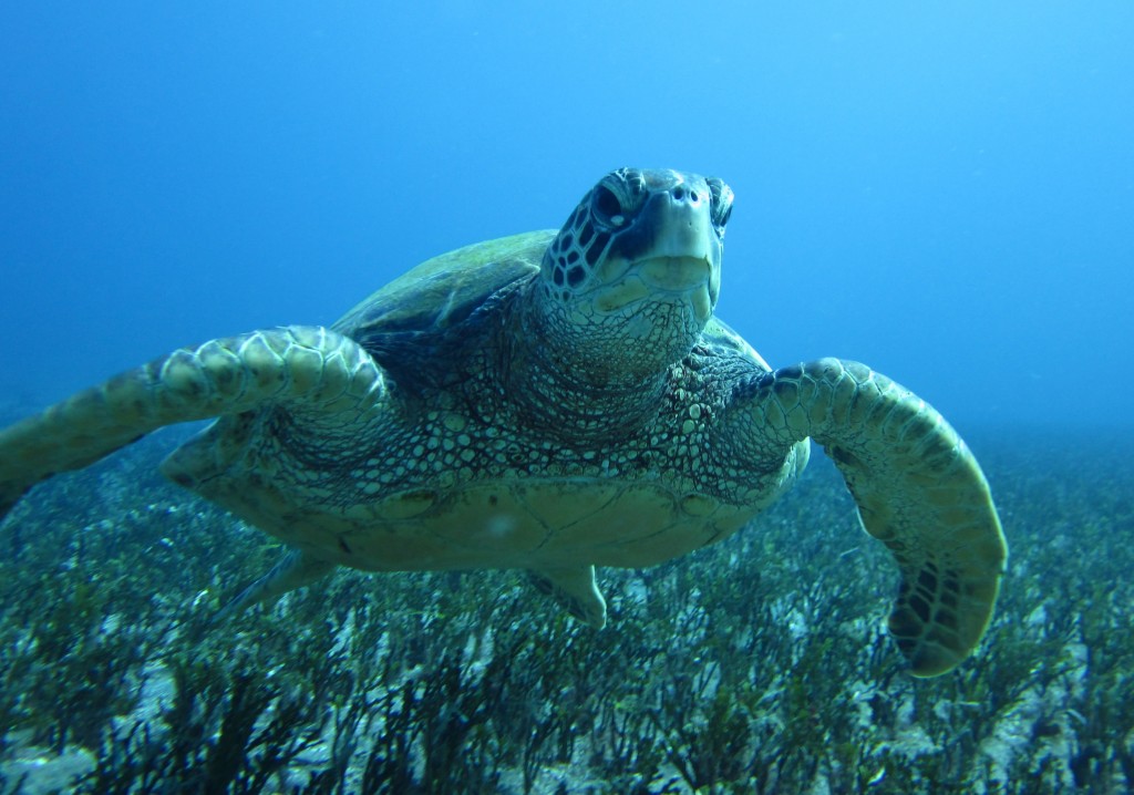 Sea Turtle from Maui Katrina Olson-Mottahed