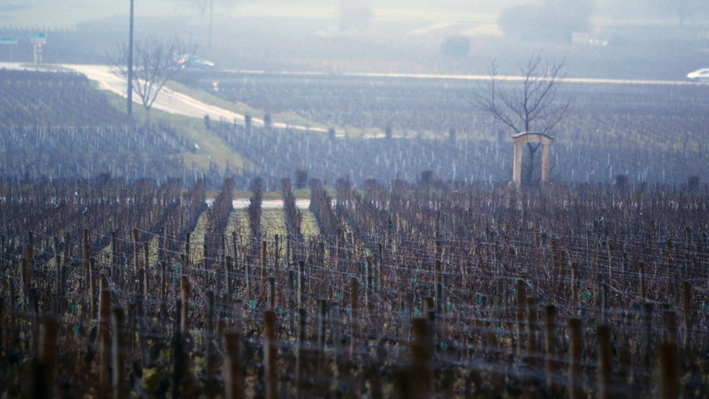 ponsot-vineyard bill-koch-Sour Grapes film still